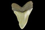 Fossil Megalodon Tooth - North Carolina #131609-1